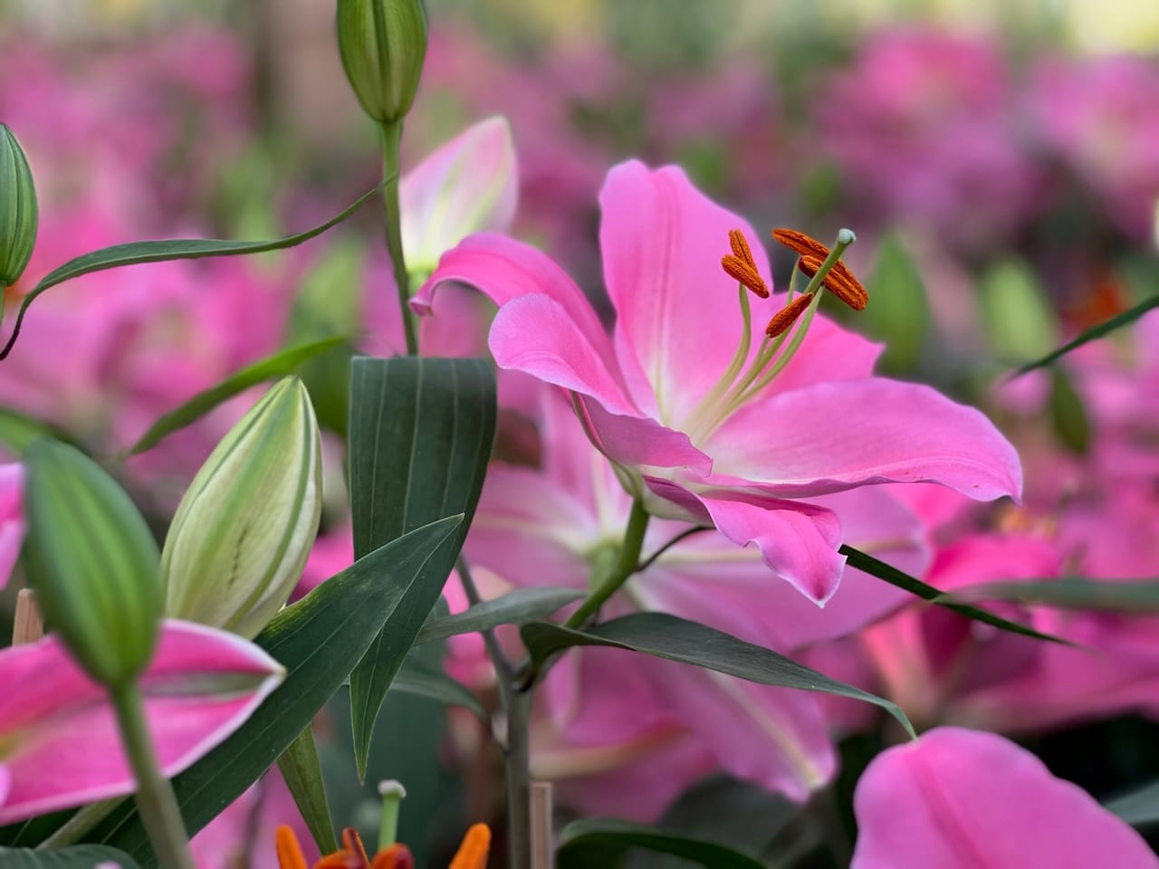 Happy Early Valentines Day