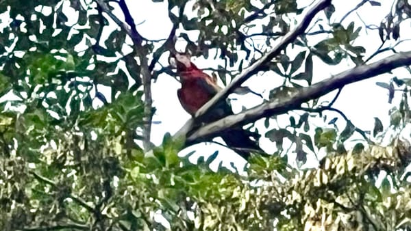 BOD (Bird of the Day)