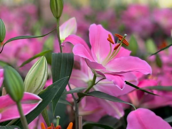 Happy Early Valentines Day