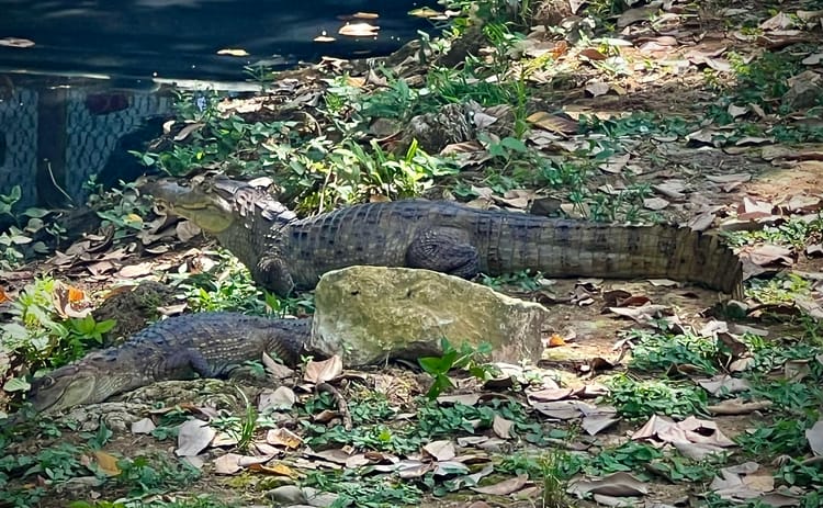 Miscellany (Costa Rica Edition)